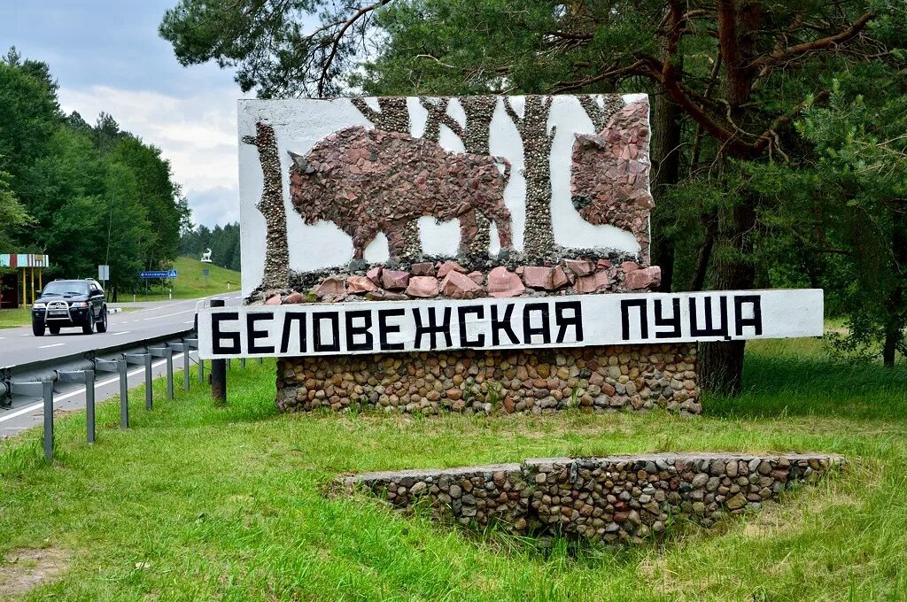 Гродненская пуща. Парк беловежская пуща. Брест беловежская пуща. Национальный парк белоруссии беловежская пуща. Белоруссия беловежская пуща заповедник.