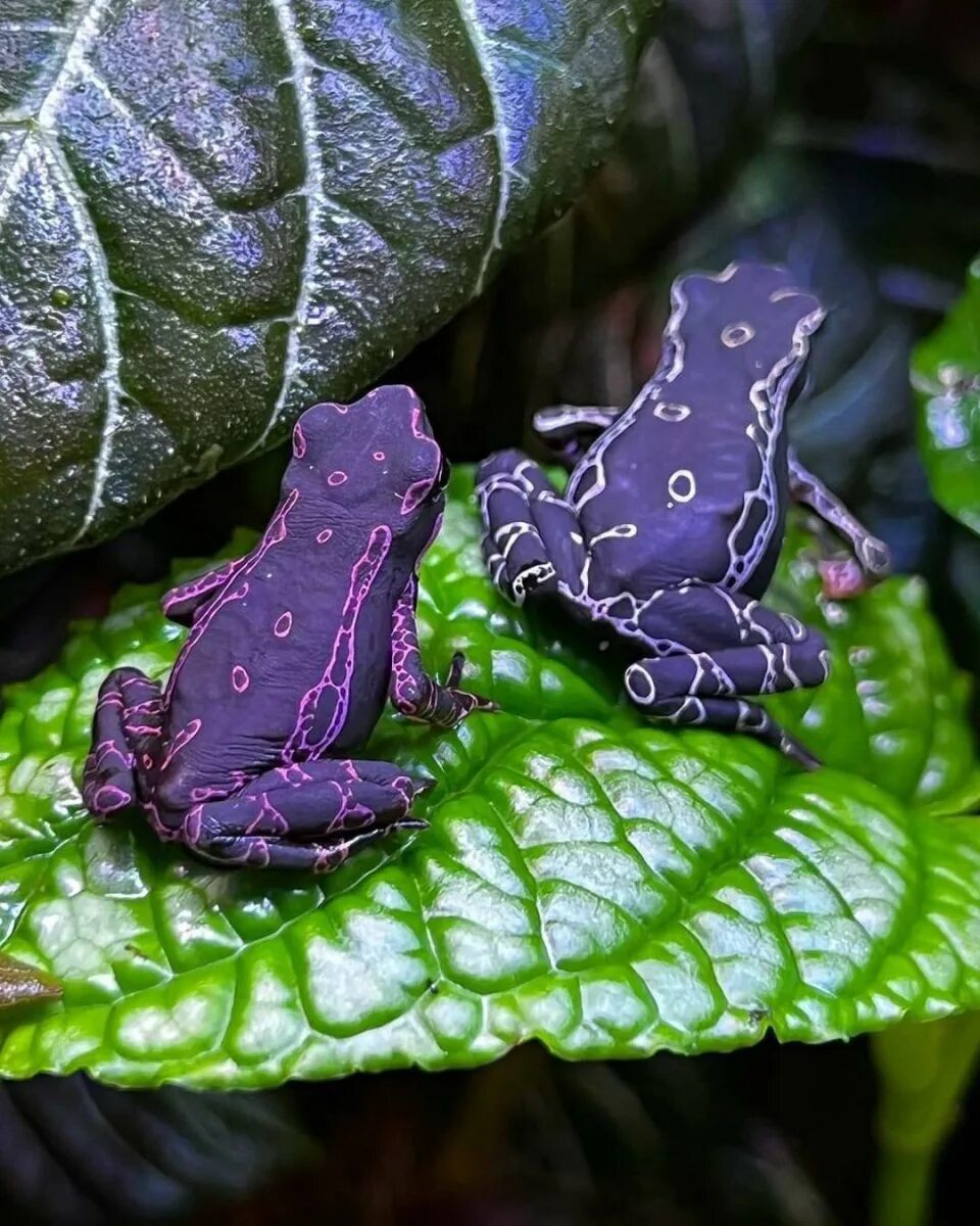 Фиолетовая лягушка. Лягушка ателоп. Лягушка Арлекин. Atelopus barbotini. Жаба Арлекин.