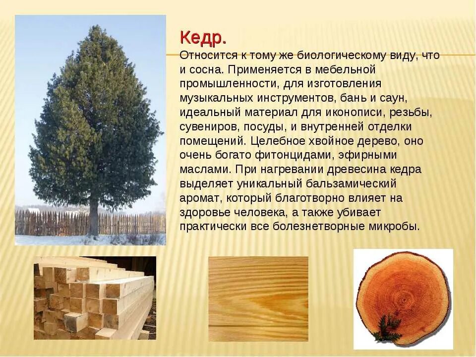 В растительном покрове преобладают хвойные породы деревьев. Лиственные породы древесины? Сосна пихта бук кедр дуб. Сосна лиственница и кедр древесины. Кедр древесина. Древесина хвойных используется для производства материалов.
