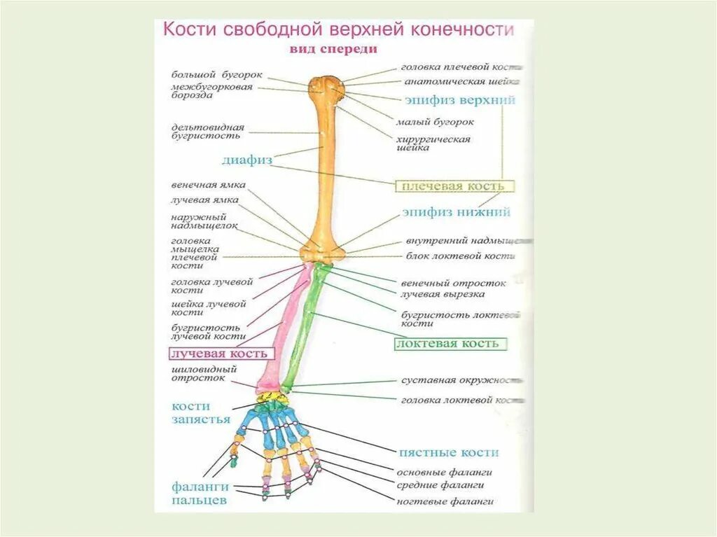Соединения свободных конечностей. Кости и соединения костей верхней конечности. Кости свободной части верхней конечности. Кости свободной верхней конечности и их соединения. Соединения верхних конечностей анатомия.