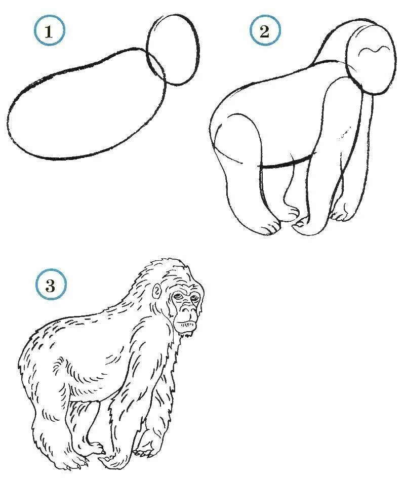 Поэтапное рисование животных. Рисунки поэтапно животные. Поэтапное рисование обезьяны. Схема рисования животных для детей. Как нарисовать любое животное