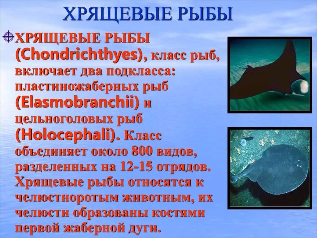 Почему хрящевые рыбы. Хрящевые рыбы. Класс хрящевые рыбы. Представители хрящевых. Хрящевые рыбы представители.