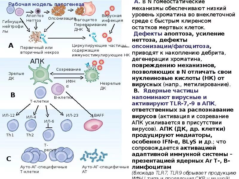 Механизм кори. Системная красная волчанка лимфоциты. Системная красная волчанка этиология. Системная красная волчанка патогенез. Механизм развития волчаночного нефрита.