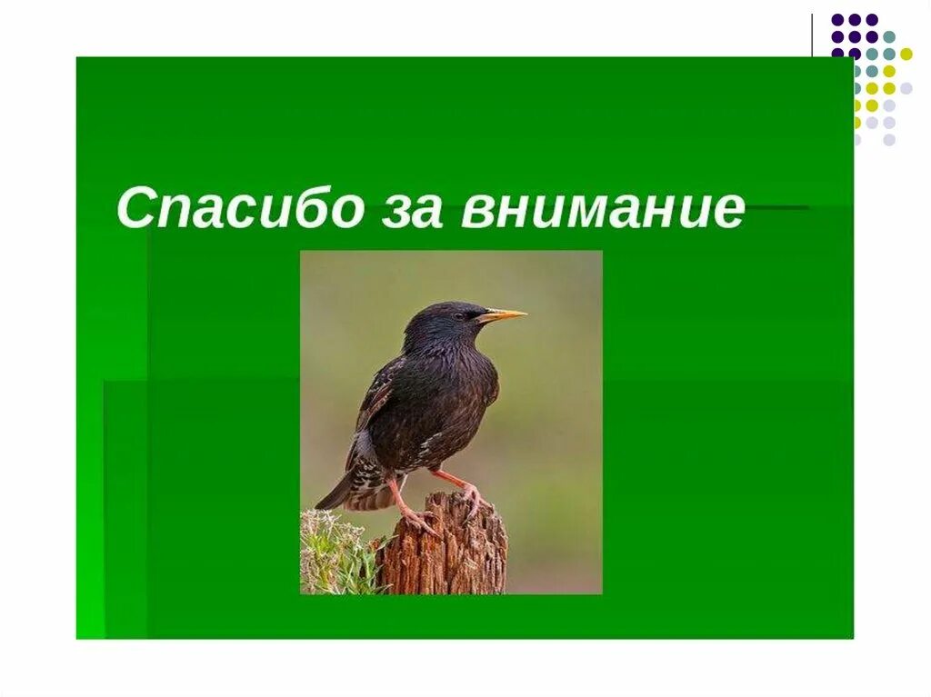 Скворец молодец 2 класс. Скворец Перелетная птица. Скворец презентация. Скворец описание. Спасибо за внимание скворец.