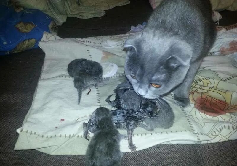 Только рожденные котята. Новорожденные котята.