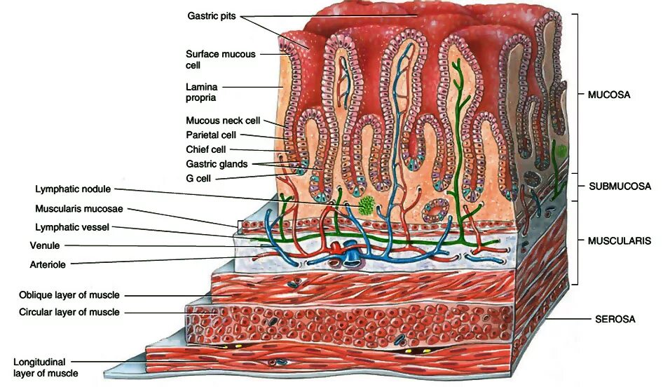 Стенка толстой кишки гистология. Строение стенки желудка гистология. Стенка желудка гистология. Слизистая желудка гистология. Слизистая оболочка желудка состоит из