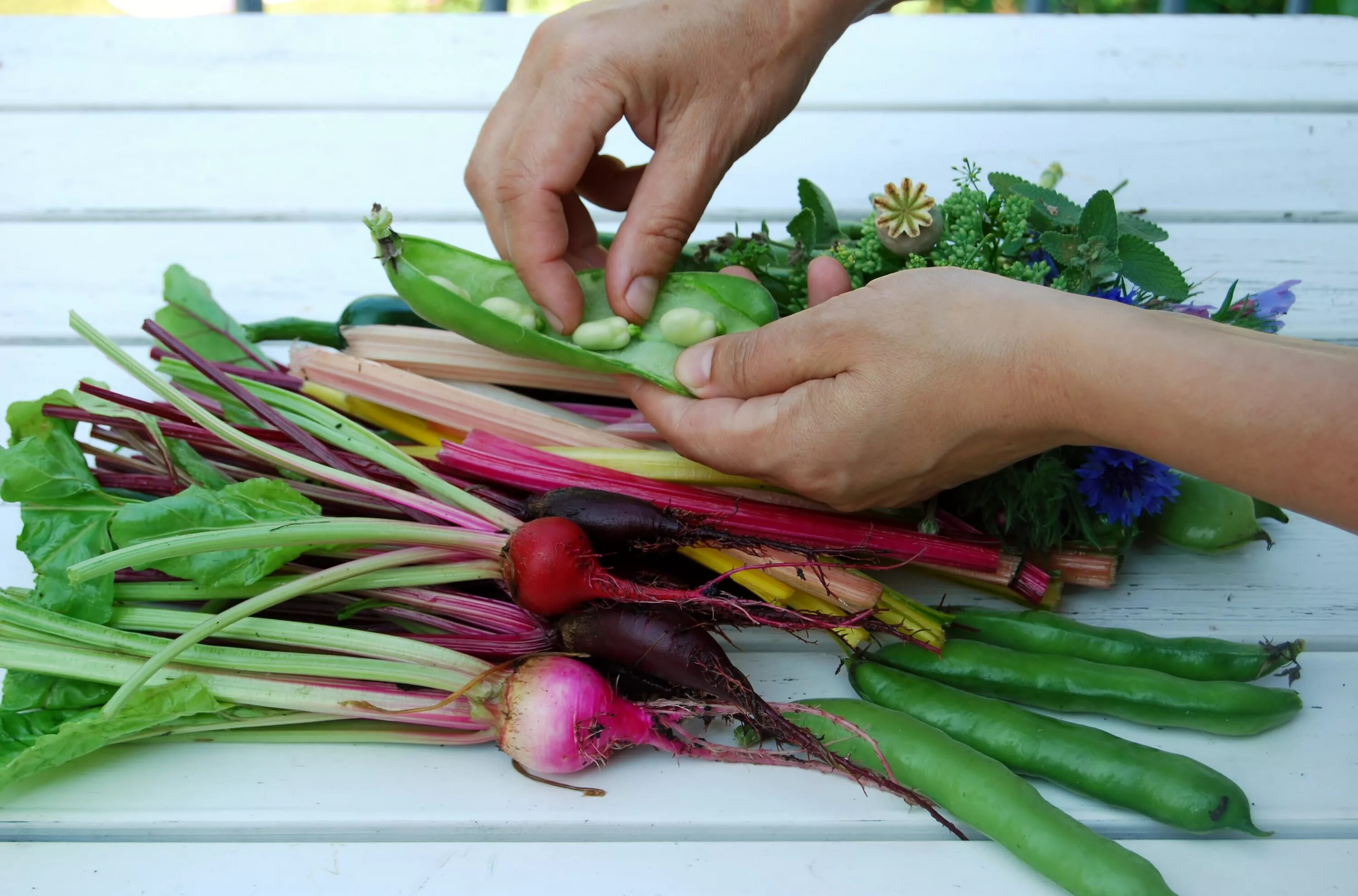 Овощи выращенные летом. Овощи в руках. Выращивать овощи. Зеленые овощи в руках. Редька в руке.