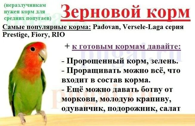 Чем кормить попугаев кроме корма. Какие фрукты можно неразлучникам. Какие фрукты и овощи можно давать попугаям неразлучникам. Рацион попугаев неразлучников. Какие фрукты можно давать попугаям неразлучникам.