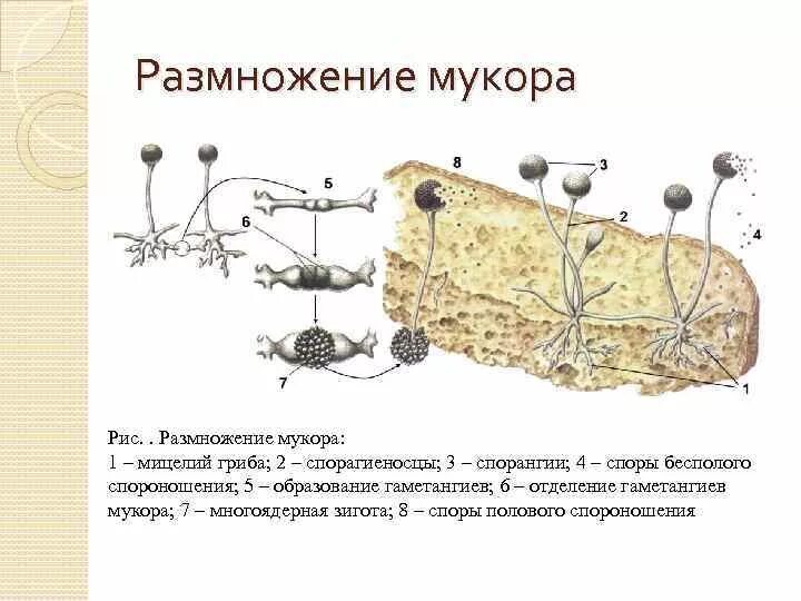 Споры гриба мукора. Размножение мукора схема. Цикл размножения мукора. Размножение гриба мукор. Мукор бесполое размножение.