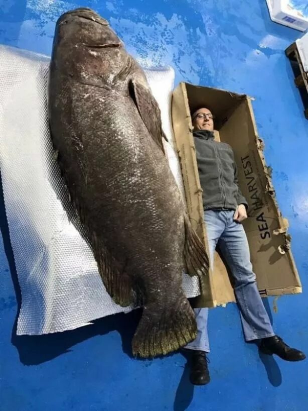 Огромные рыбы в мире. Групер морской 60кг. огромная рыба. самые большие рыбы. гигантские рыбы.