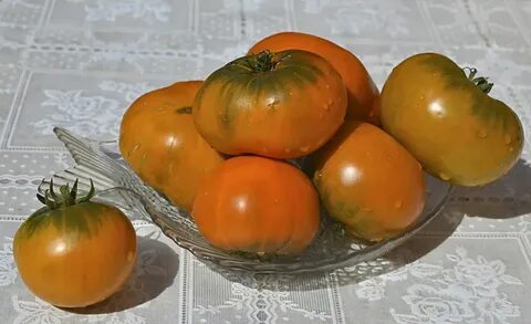 Сорт томата улуру охра