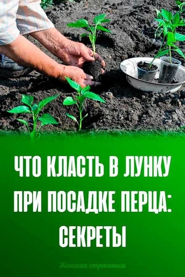 Что положить в лунку при посадке перца. Посадка перца в лунку. Удобрения в лунку при посадке перца. Посадка перца положите в лунку. Посадка перца что класть в лунку.