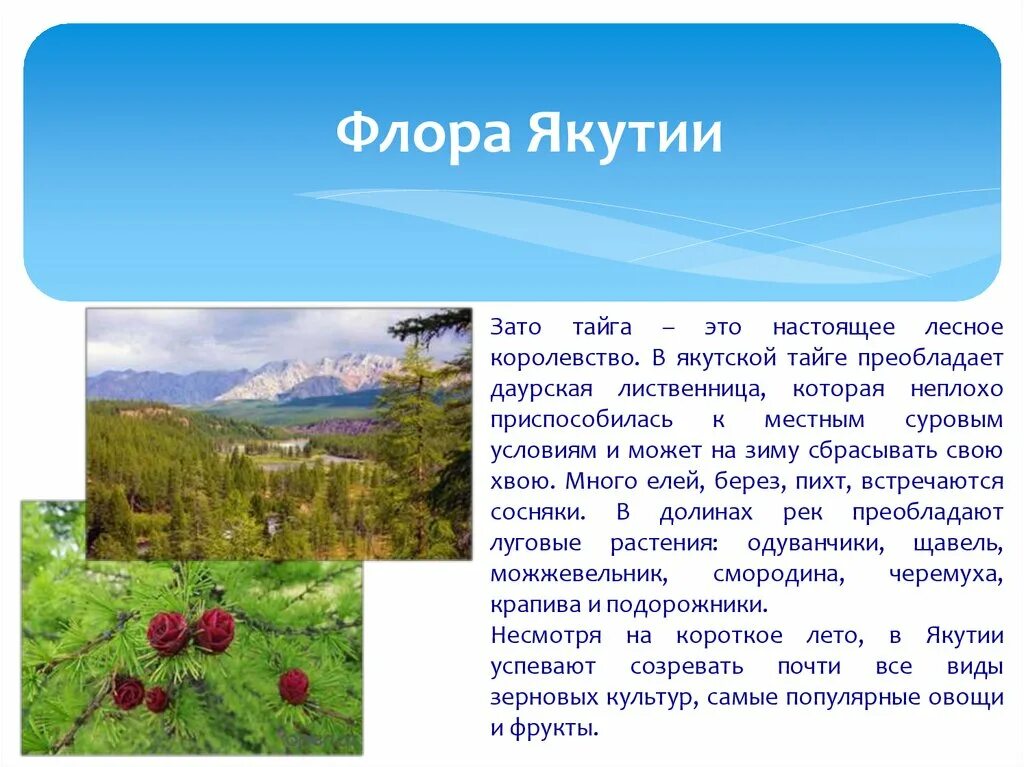 Растительный мир Якутии. Растения Якутии с описанием. Растительный и животный мир Якутии. Сообщение о якутии