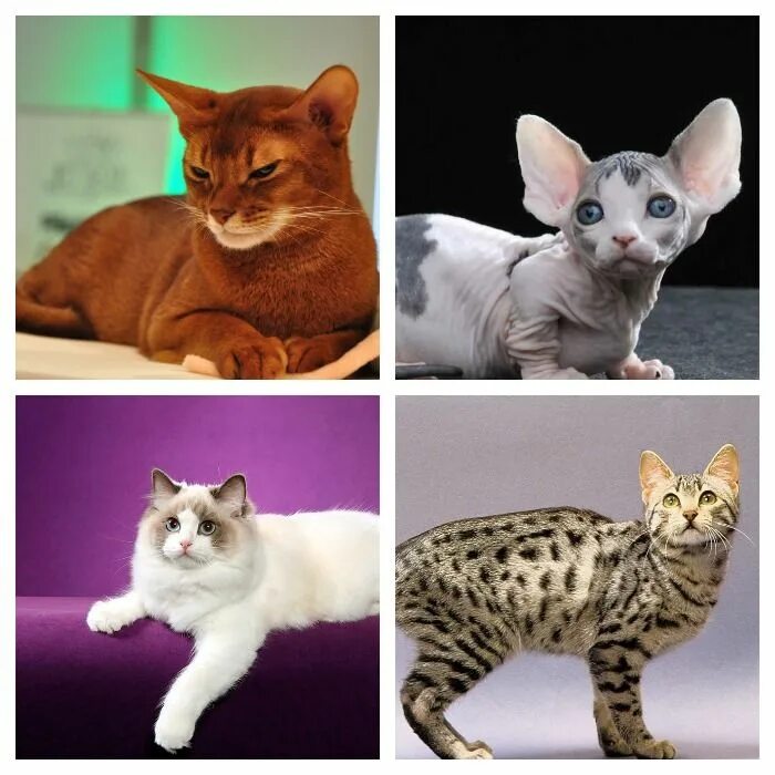 Породы всех кошек. Разнообразие пород кошек. Кошки всех видов. Самые популярные кошачьи породы.
