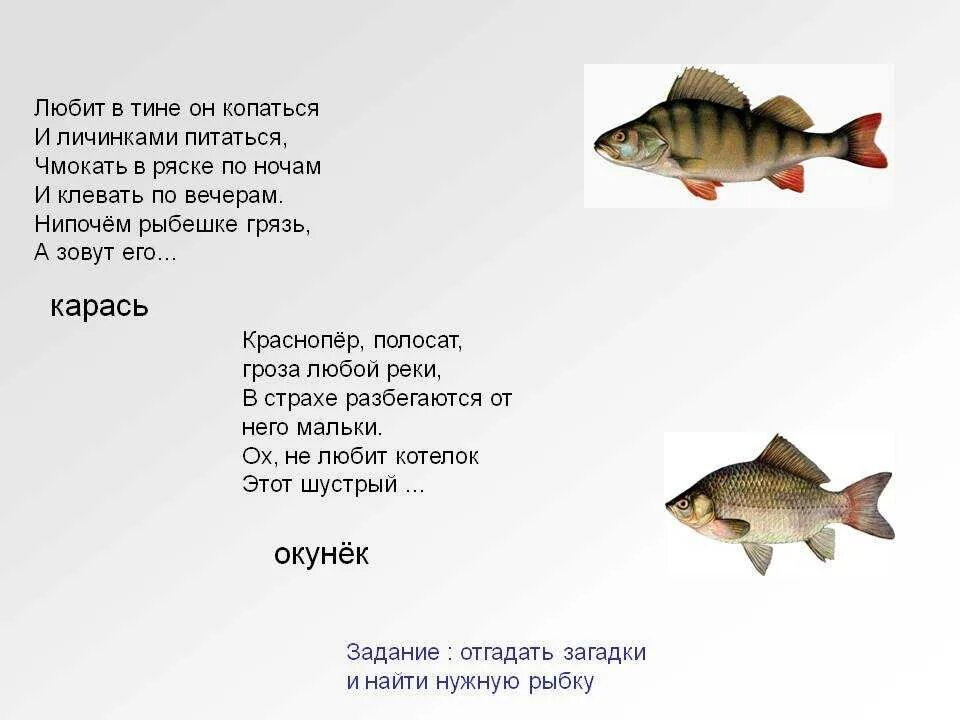 Загадка водоем. Загадки про рыб для детей. Загадка про окуня для детей. Загадка про рыбку. Загадка про рыбку для детей.