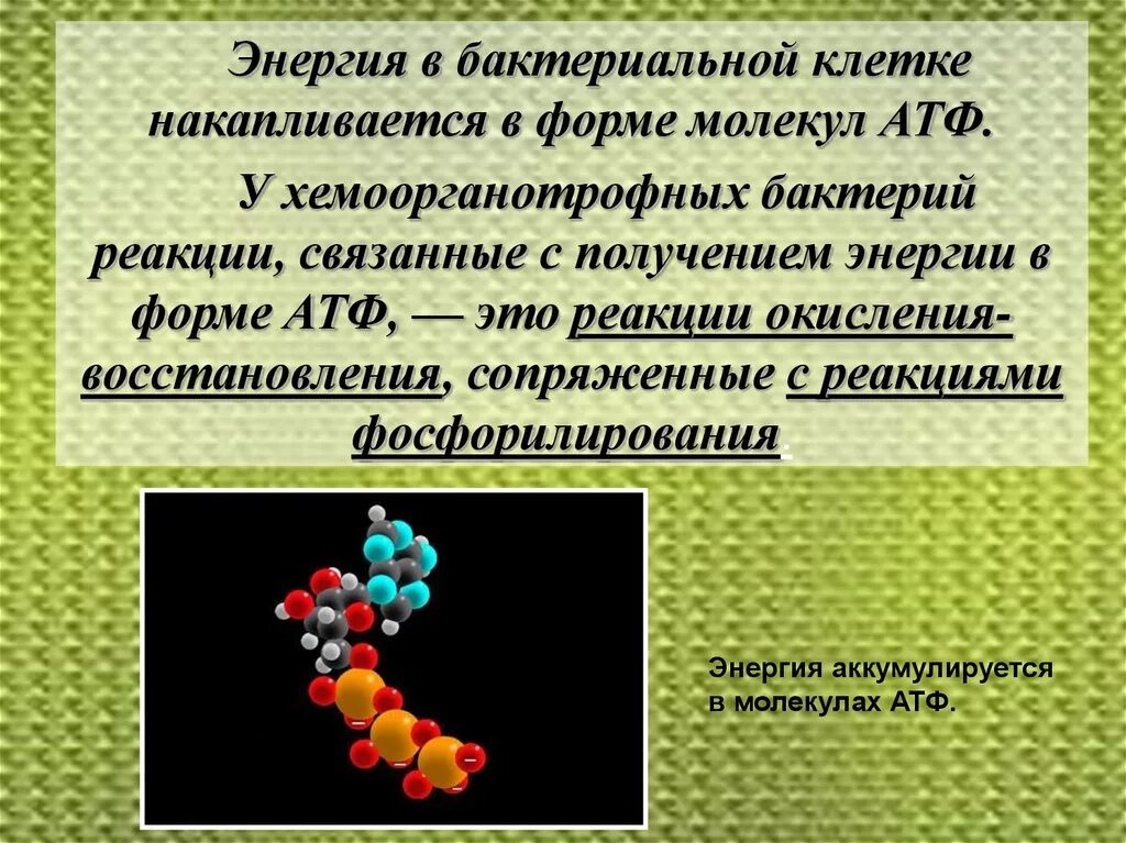 Атф накапливается. Энергия в виде АТФ. Энергия клетки АТФ. Энергия АТФ аккумулируется в виде молекул.