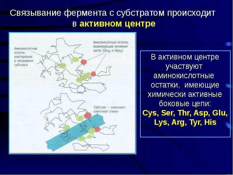 Ферменты презентация. Ферменты слайд. Строение активного центра ферментов. Субстрат активный центр фермента. Состав центров ферментов