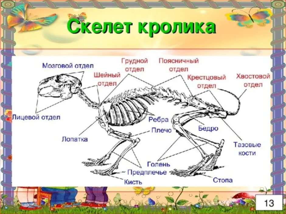 Опорно двигательная система класса млекопитающие. Рис 152 скелет кролика. Скелет кролика биология 7 класс. Анатомия кролика скелет. Осевой скелет кролика.