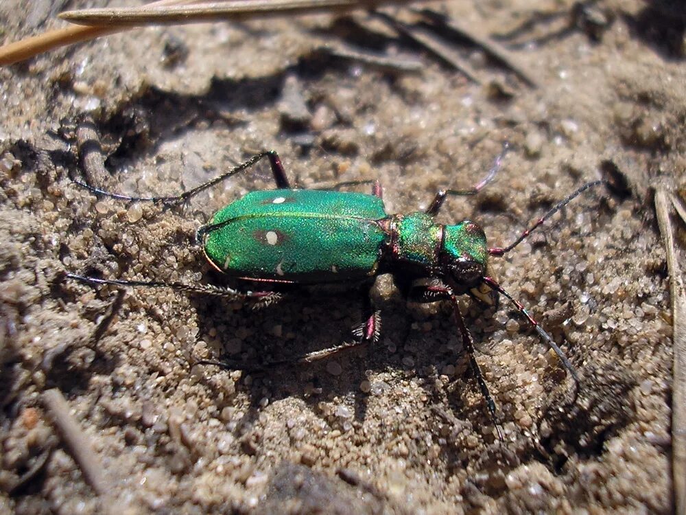 Скакун полевой Cicindela Campestris. Жук скакун Лесной. Скакун Лесной Cicindela silvatica l. Жук скакун полевой зеленый.