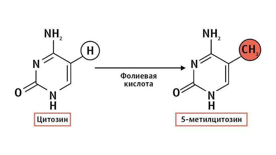 Присоединение метильной группы к днк