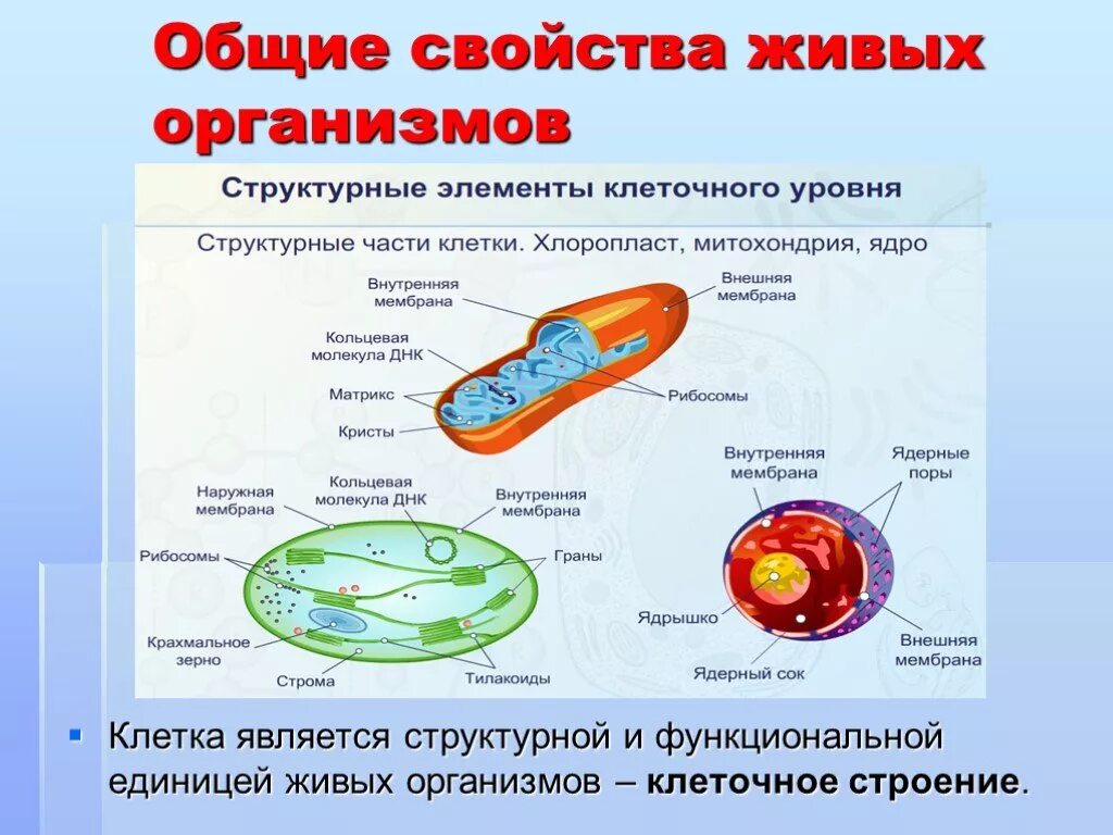 Биологическая клетка является. Свойства живого клеточное строение. Строение живых организмов. Клетка. Строение клетки.. Общие свойства живых организмов клеточное строение. Основное строение клетки.