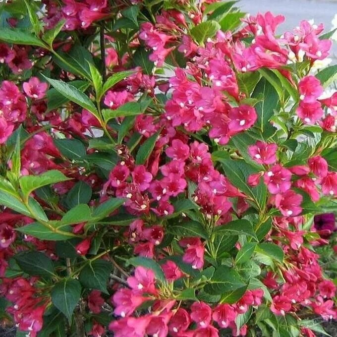 Bristol ruby