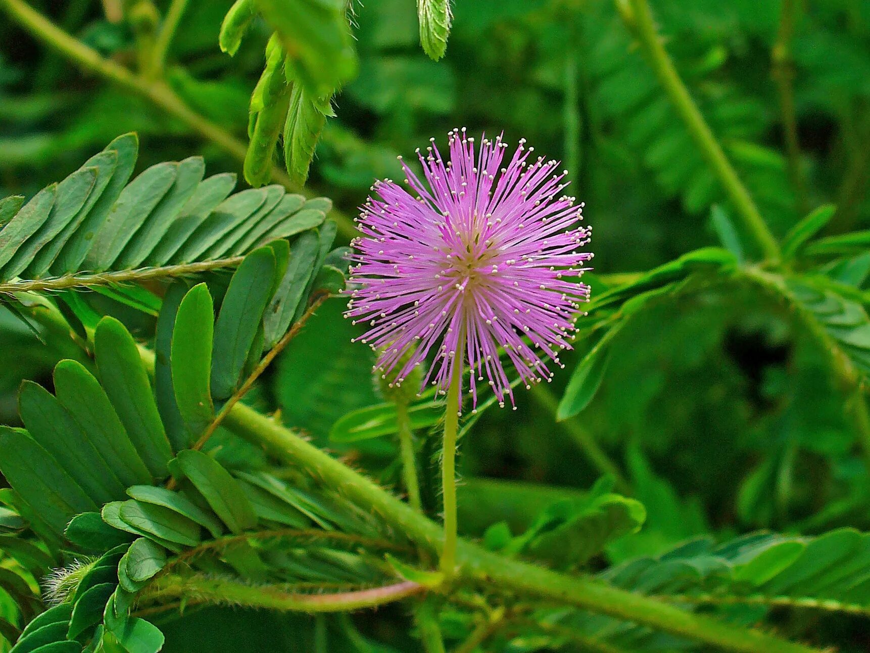 Комнатные растения мимоза. Мимоза стыдливая. Mimosa pudica (Мимоза). Стыдливая Мимоза растение. Стыдливая Мимоза Акация.