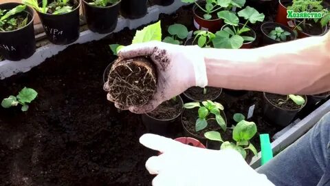 5 июня сажать огурцы