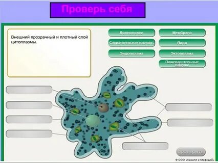 Задание 7 биология