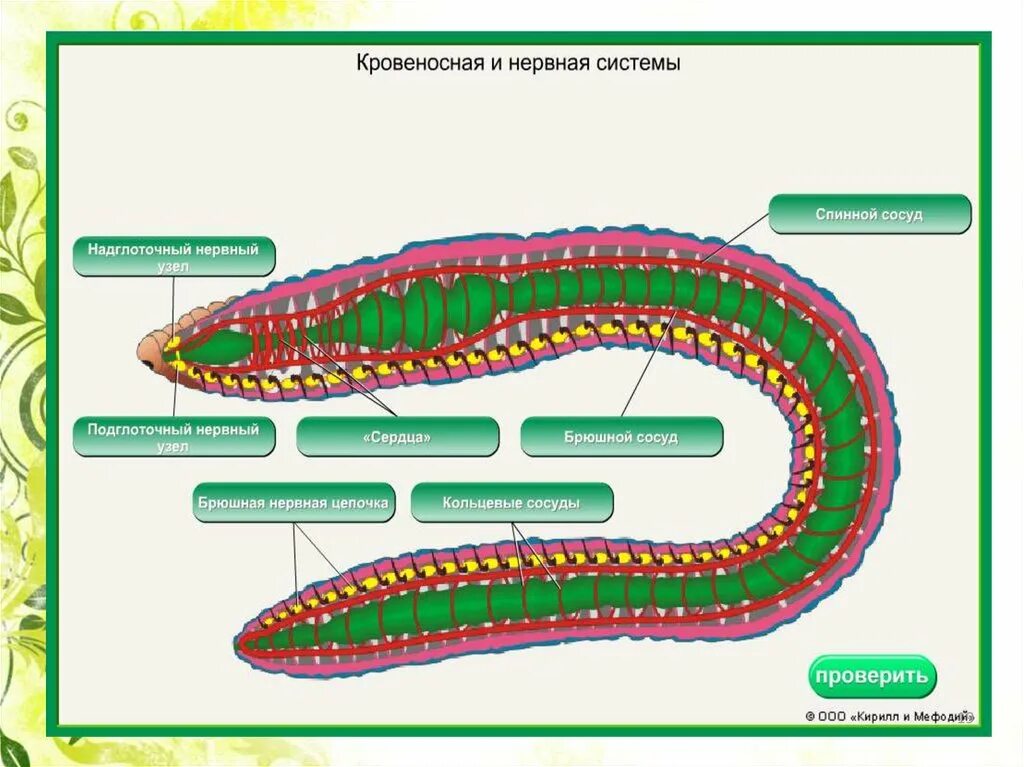 Кровеносная система многощетинковых червей схема. Кровеносная система кольчатых червей замкнутая. Эволюция кровеносной системы у червей. Кровяная система дождевого червя. Тип кольчатые черви строение.