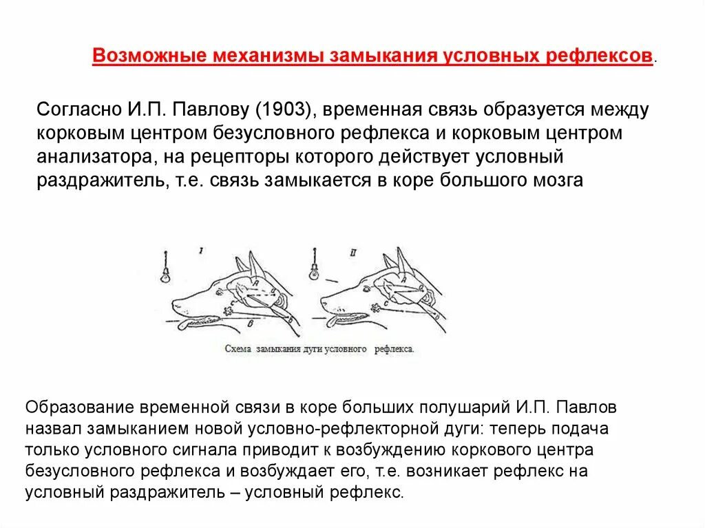 Временная связь рефлекс рефлекс. Механизм образования условного рефлекса по и.п Павлову. Механизм формирования условного рефлекса по Павлову. Механизм образования временной связи по Павлову. Механизм образования временной связи условных рефлексов.