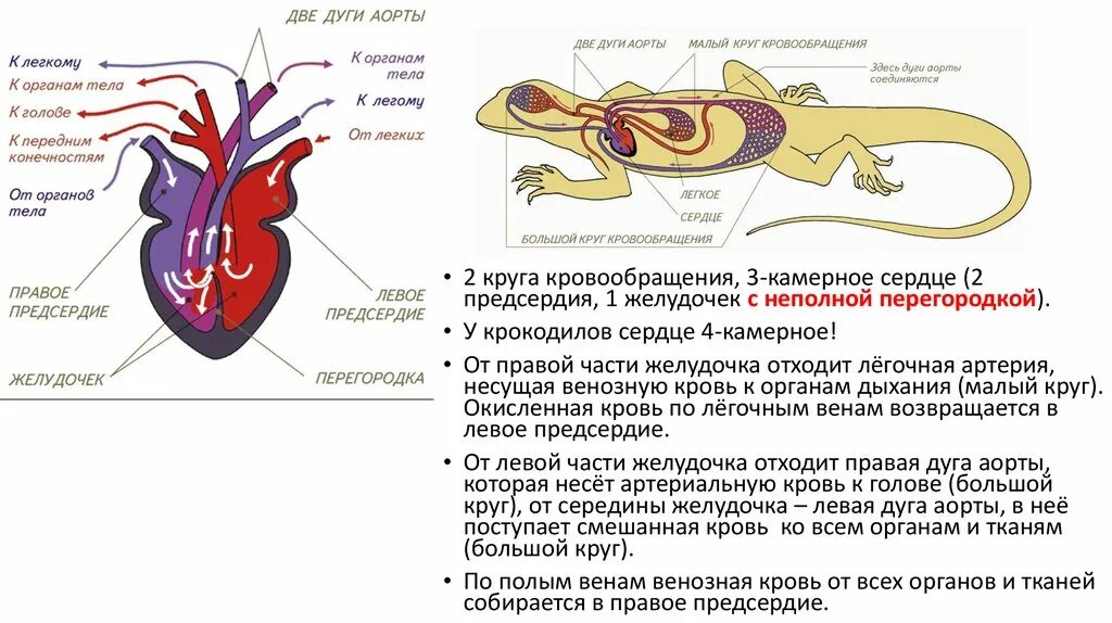 Кровеносная система крокодила схема. Кровеносная система пресмыкающихся крокодила. Пресмыкающиеся кровеносная система функции. Круги кровообращения ящерицы схема. Круги кровообращения у крокодила