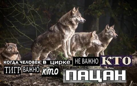 Не важно кто победит