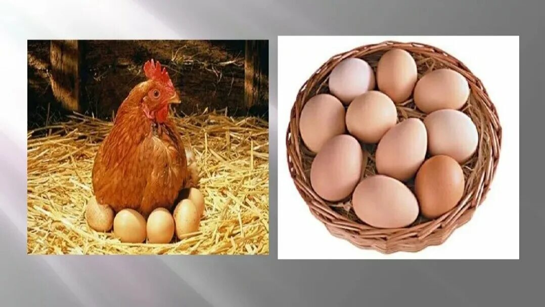 Что появилось первее курица. Что появилось раньше курица или яйцо. Чтопоявилось раньше курица или я1цоэ. Яйцо появилось раньше курицы. Курица с яйцами.