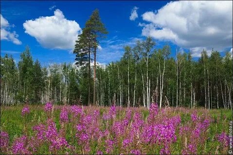 Липецкий лес