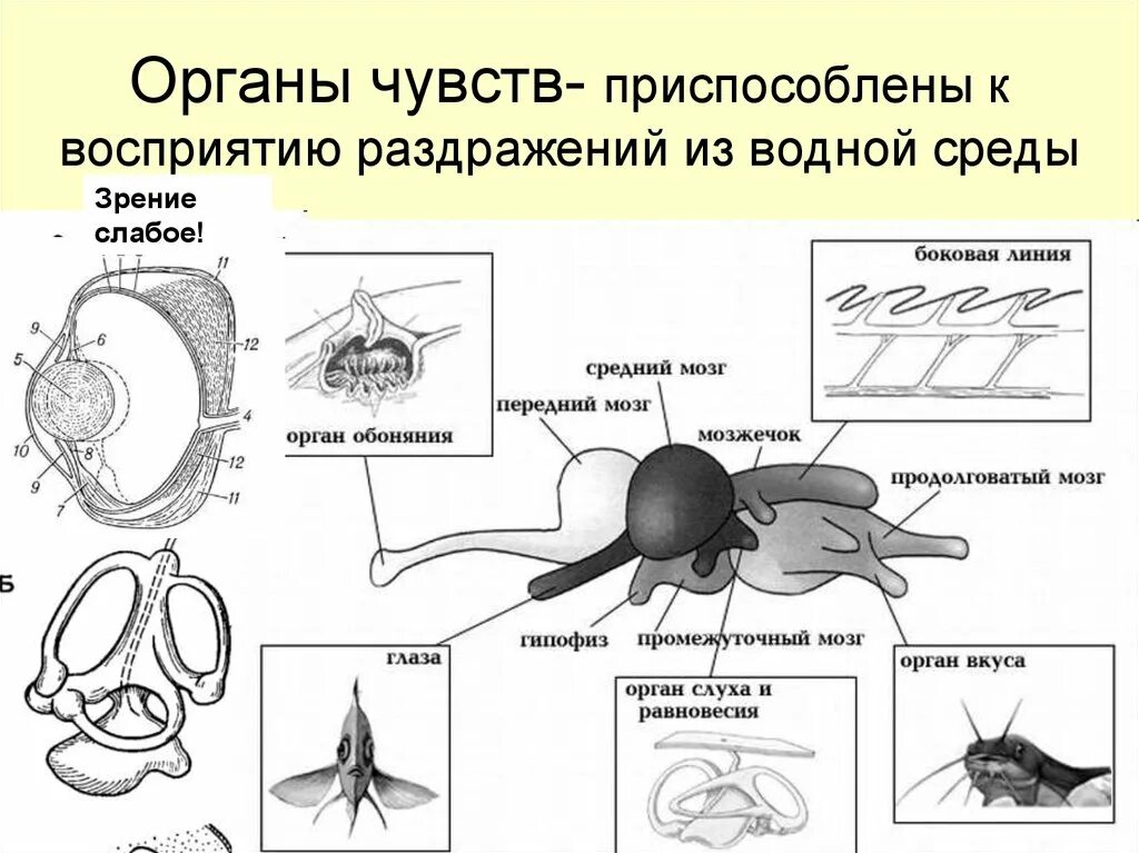 Органы чувств у рыб 7 класс биология. Особенности строения органов чувств у рыб. Нервная система позвоночных рыб схема. Строение обоняния у рыб.