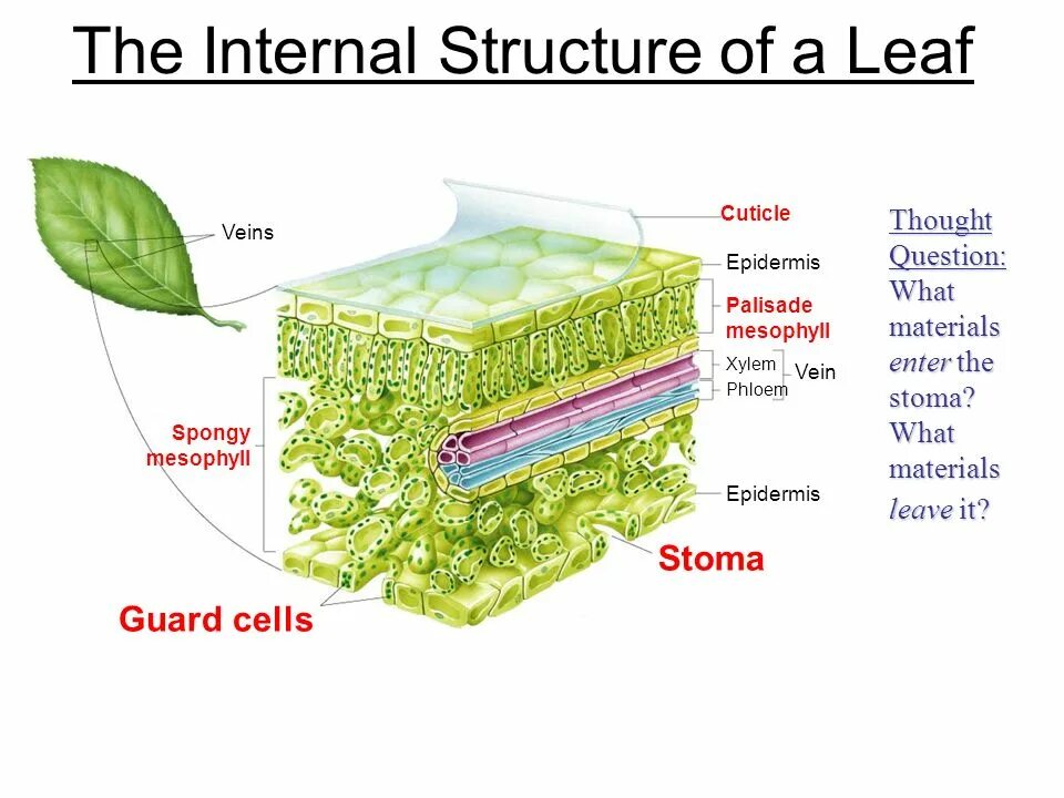 Internal structure
