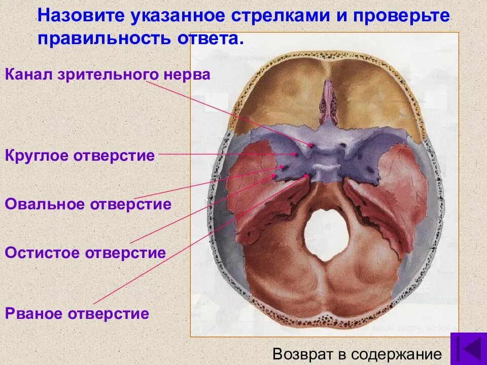 Зрительный канал анатомия. Зрительный нерв анатомия в черепе. Овальное отверстие черепа. Круглое и овальное отверстие черепа. Отдельный отверстие