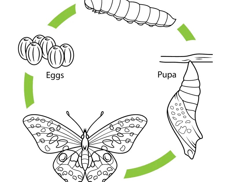Цикл развития бабочки схема. Стадии развития бабочки схема. Стадии жизненного цикла бабочки. Жизненный цикл бабочки рисунок. Стадии гусеница бабочка