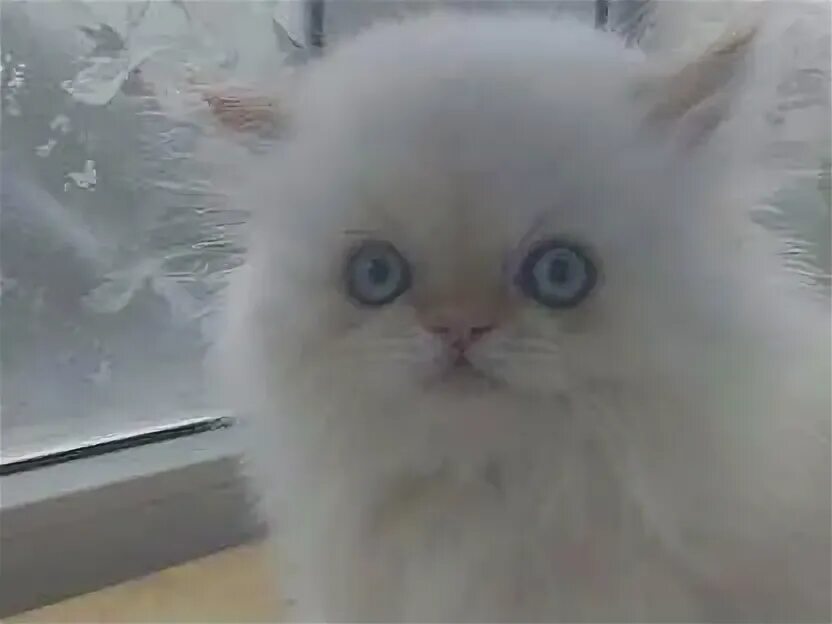 Котик лидер. Котята таганрог. Кот авито. Авито таганрог кошки. Авито таганрог кошки.