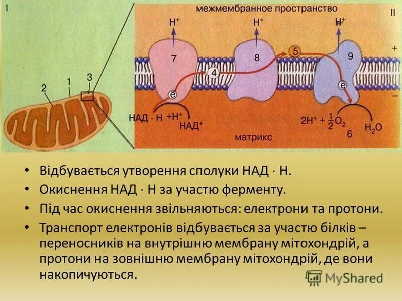 матрикс межмембранное пространство. межмембранное пространство митохондрий. электрохимический градиент внутренней мембраны митохондрий. схема строения внутренней мембраны митохондрий. межмембранное пространство.