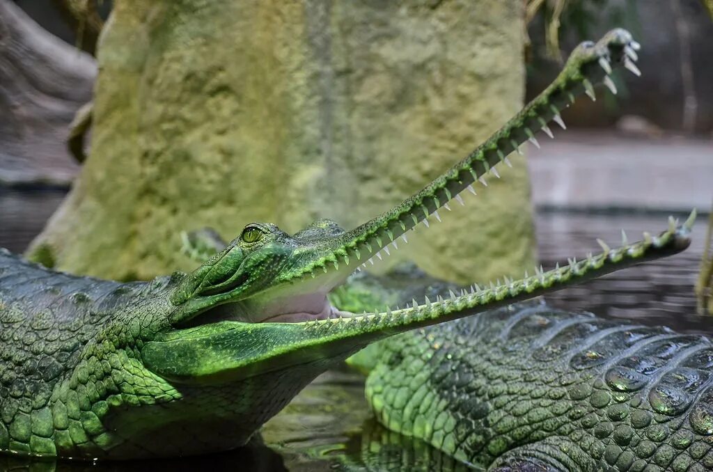 Какой крокодил зеленый. Зеленый крокодил. Зеленый крокодил фото. Светло зеленые крокодильчики. Крокодил зеленый длинный.