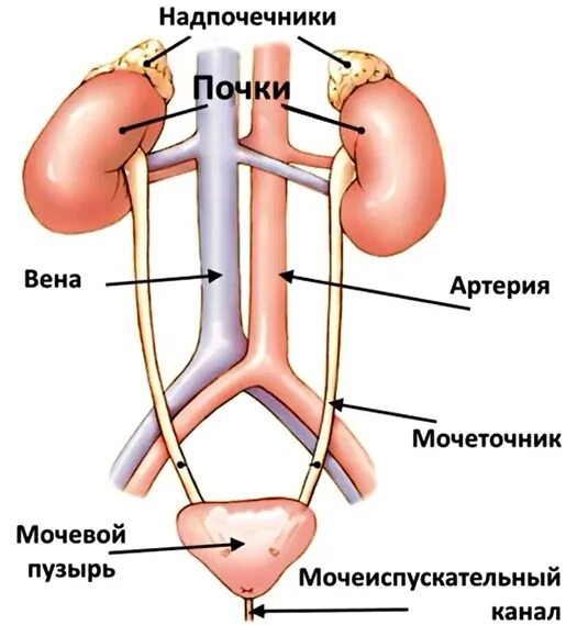 Мочеточник парный. Почки надпочечники мочеточники анатомия. Надпочечники выделительная система. Мочевыделительной системы мочевой пузырь. Почки надпочечники мочевой пузырь.