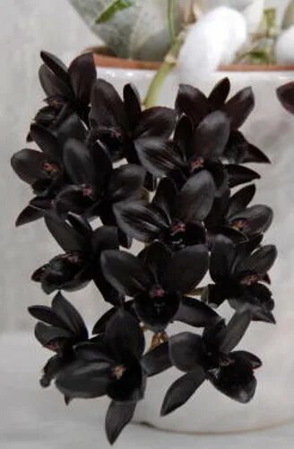 Fdk After dark svo black pearl Passiflora.ru - Сервис коллективных заказов