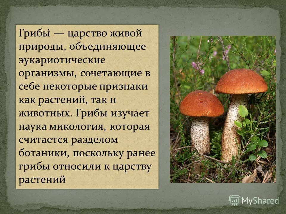 Презентация на тему царство грибы. Царство грибов объединяет:. Грибы царство живой природы. Заключение о грибах. Есть царство грибов