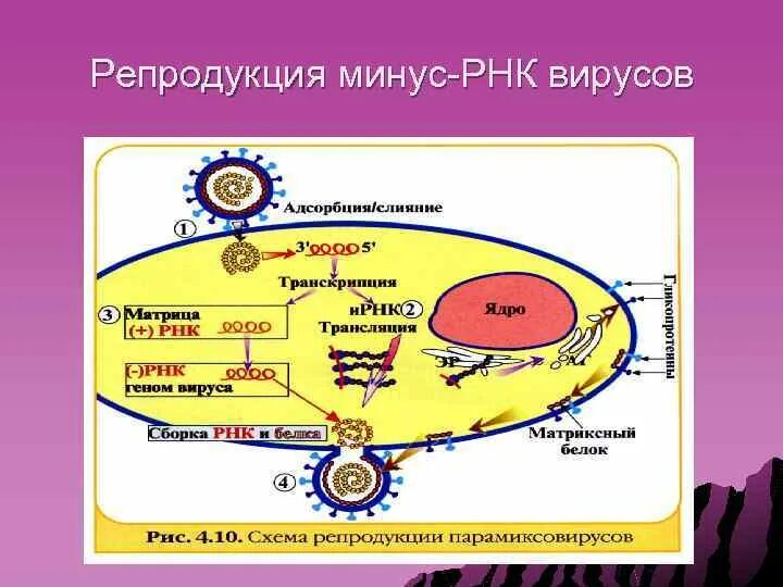 Механизм кори. Схема репродукции РНК вирусов. Репликация РНК вирусов схема. Схема репродукции вируса иммунодефицита человека. Репродукция двунитевых РНК вирусов.