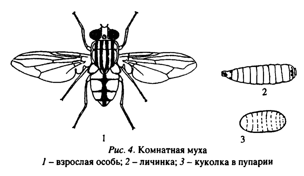 Наружное строение обыкновенной комнатной мухи. Комнатная Муха строение. Муха (насекомое) строение. Комнатная Муха морфология.