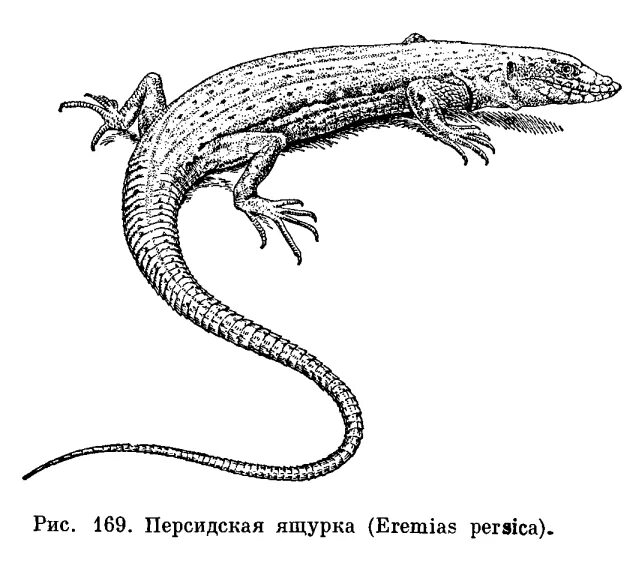 Ящерица подпись. Ящурка Пржевальского рисунок. Закавказская ящурка. Прыткая ящерица рисунок. Лацертиды ящерицы.