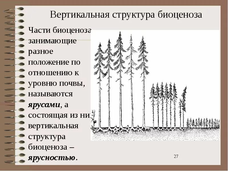 Охарактеризуйте роль ярусного размещения видов в биогеоценозе. Пространственная структура биоценоза ярусность. Горизонтальная структура биоценоза ярусность. Ярусность фитоценоза. Горизонтальная структура биоценоза мозаичность.