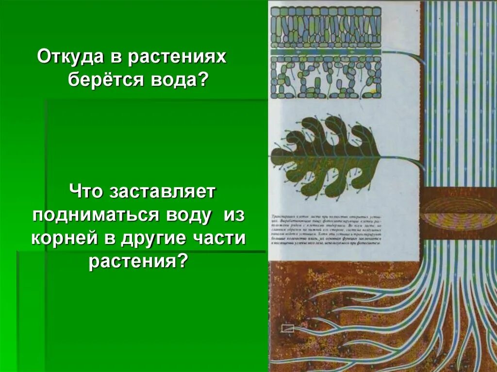 Тест испарение воды листопад. Откуда в растениях берется вода. Откуда берутся цветы. Испарение воды растениями. Откуда растения.